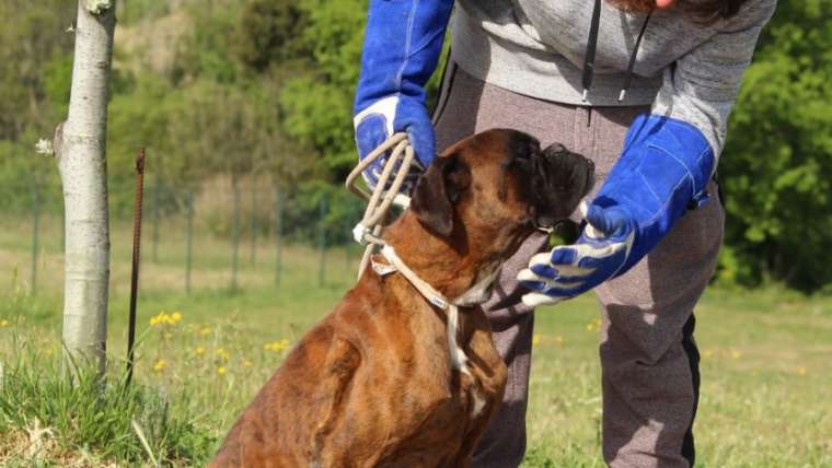 La figura del “dog trainer manager” così come intesa dalla Fondazione CAVE CANEM